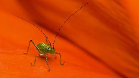 Intricate Grasshopper on Vibrant Orange Background wallpaper