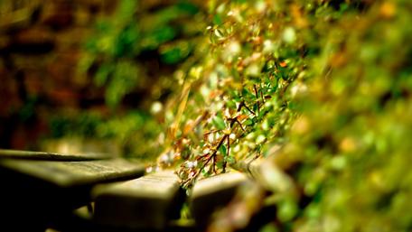 Vibrant Greenery Enhancing Nature's Beauty wallpaper