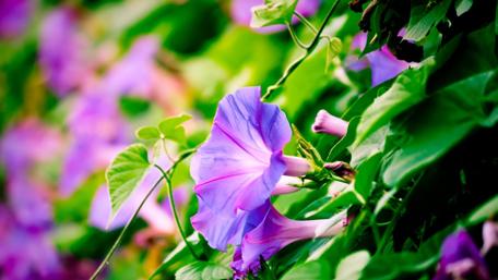Blooming Morning Glories in the Sunlight wallpaper