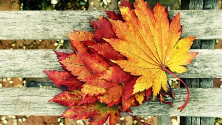 Autumn's Vivid Palette on Wooden Canvas wallpaper