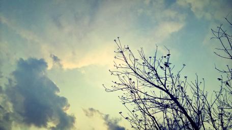 Serene Twilight Over Bare Branches wallpaper
