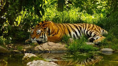 Majestic Tiger in Tranquil Forest Setting wallpaper