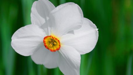 Elegant Narcissus in Blooming Garden Wonder wallpaper