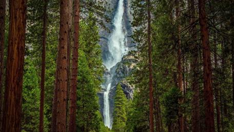 Majestic Waterfall in Serene Pine Forest wallpaper