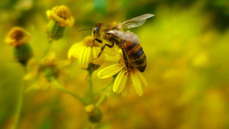 Nature's Busy Pollinator Buzzing Among Flowers wallpaper
