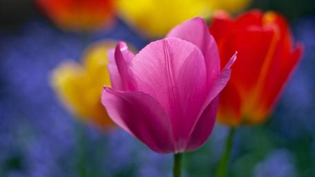 Tulip Symphony in a Blooming Garden wallpaper