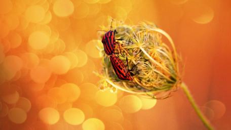 Vibrant Insects Amidst a Colorful Bloom wallpaper