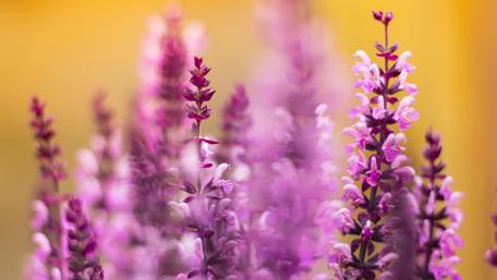 Vibrant Purple Blossoms in Blooming Garden wallpaper