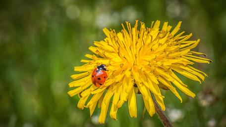 Vibrant Ladybird on Bright Dandelion Flowering Scene wallpaper