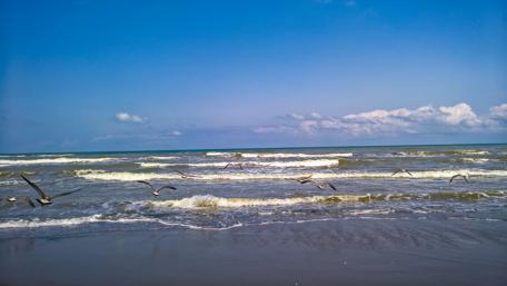 Serene Seagulls Over Infinite Ocean Waves wallpaper