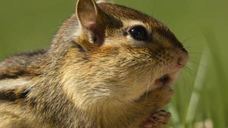 Charming Chipmunk in Nature's Embrace wallpaper