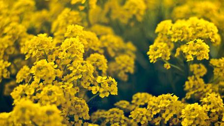Golden Blooms in Full Bloom wallpaper