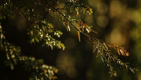 Sunlit Tree Branches in Nature wallpaper