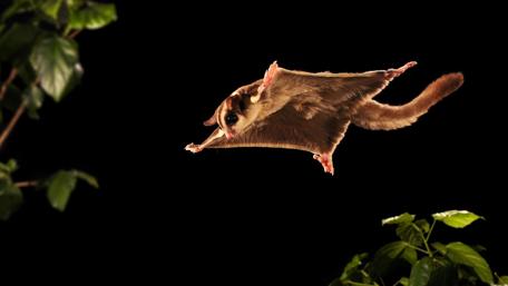 Flying Sugar Glider in Action wallpaper