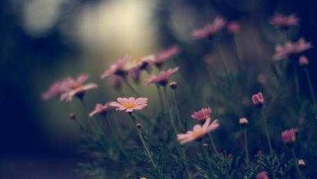 Delicate Blossoms in Nature's Embrace wallpaper