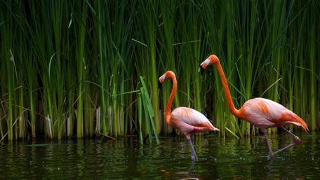 Pink Flamingos in Verdant Haven wallpaper