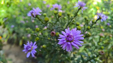 Vibrant Violet Summer Blooms for Your Screen wallpaper