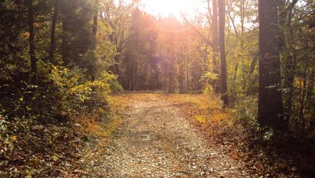 Sunlit Forest Pathway wallpaper