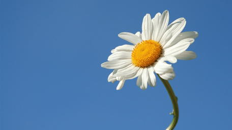 Sunny Daisy Against Blue Sky wallpaper