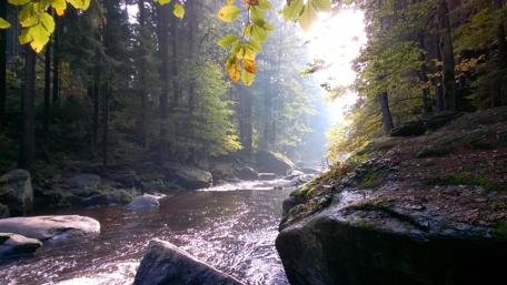 Forest Stream with Sunlight wallpaper