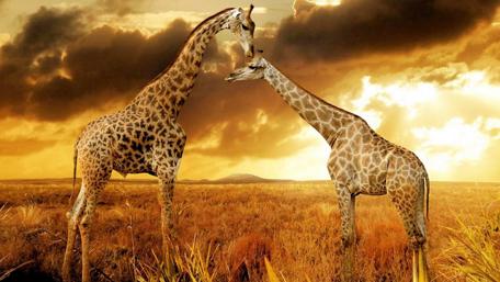Gentle Giants at Sunset wallpaper
