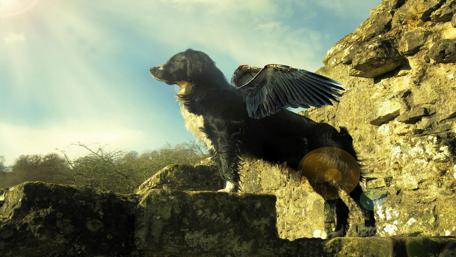Heavenly Guardian Dog in Dreamland wallpaper