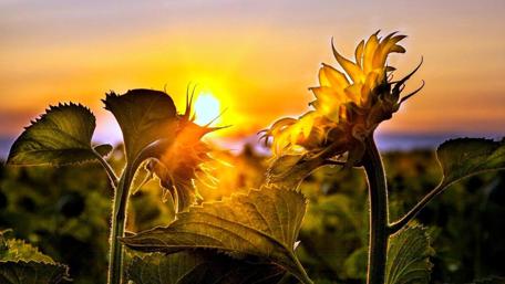 Golden Sunflower Sunrise wallpaper
