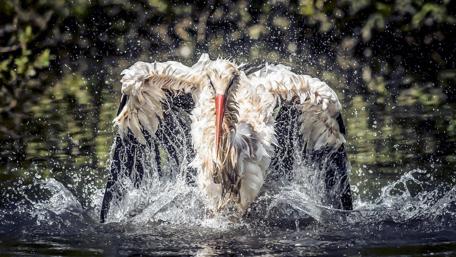 Elegant Stork in Splashing Water wallpaper