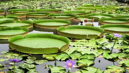 Serene Water Lily Garden Scene wallpaper