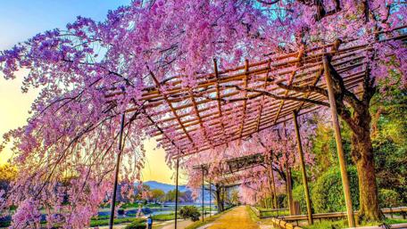 Spring's Blossoming Pathway wallpaper