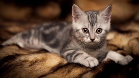 Adorable Striped Kitten on a Cozy Blanket wallpaper