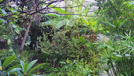 Lush Greenery and Vibrant Flowers in Rasht Gardens wallpaper