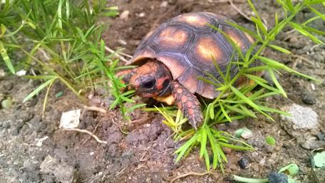Box Turtle in Its Natural Habitat wallpaper