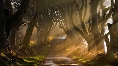 Enchanted Tree-Lined Path wallpaper