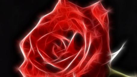 Radiant Red Rose Wallpaper wallpaper
