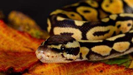 Captivating Python on Autumn Leaves wallpaper