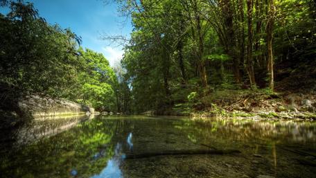 Tranquil Forest Reflections in Water wallpaper