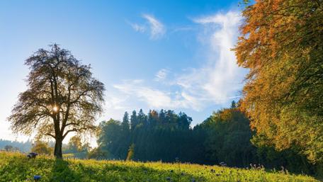 Tranquil Autumn Landscape with Trees and Sky wallpaper