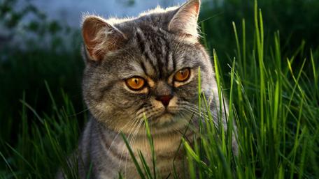 Majestic Cat in Lush Green Grass wallpaper