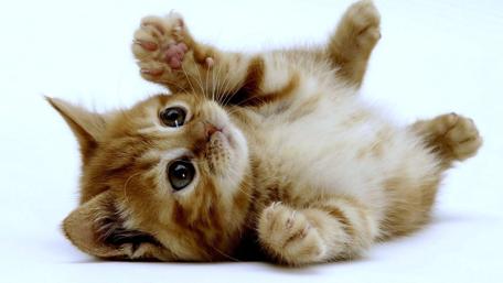 Adorable Kitten on Its Back wallpaper