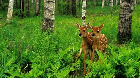 Fawns Amongst the Birch Trees wallpaper