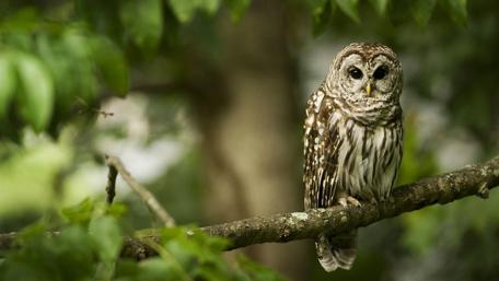 Majestic Owl Perched on a Branch wallpaper