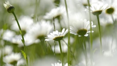 Delicate Daisies in Bloom wallpaper
