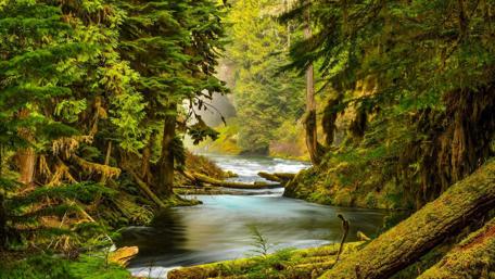 Tranquil Forest River Scene wallpaper