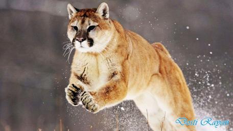 Majestic Cougar in Motion wallpaper