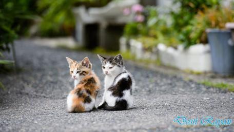 Adorable Kittens in Tranquil Setting wallpaper