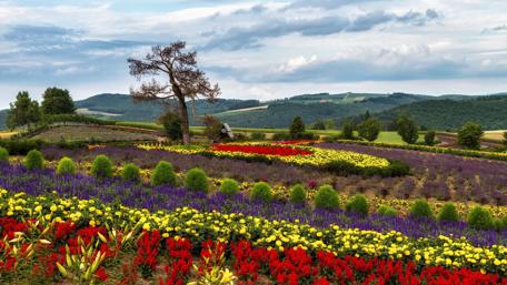 Vibrant Floral Harmony in Nature's Embrace wallpaper