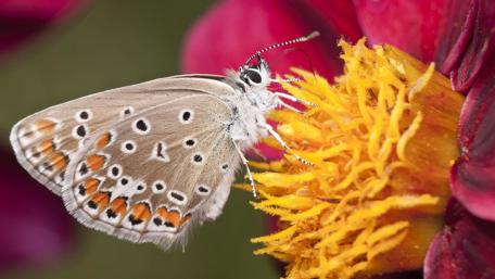 Delicate Butterfly on a Vibrant Flower Blooming wallpaper