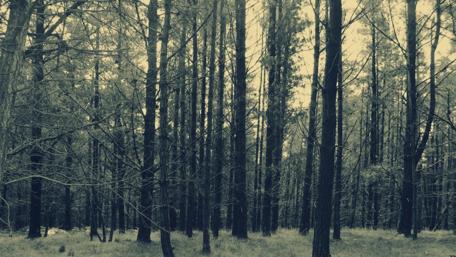 Mysterious Monochrome Forest Scene wallpaper