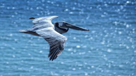 Majestic Pelican Soaring Over Water Surface wallpaper